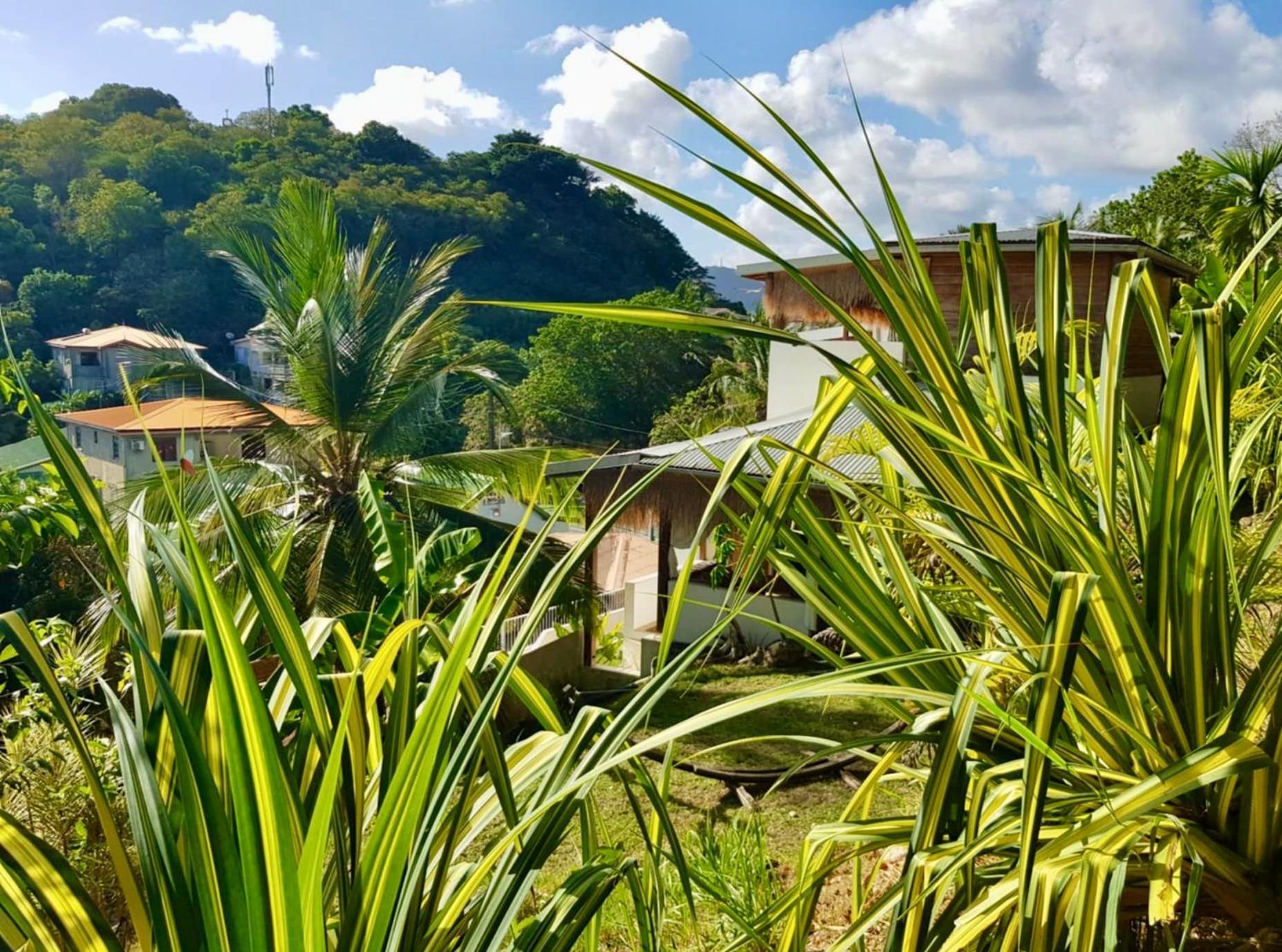 サンタンヌCocotier, Elegant T3 Avec Jardin Tropicalアパートメント エクステリア 写真